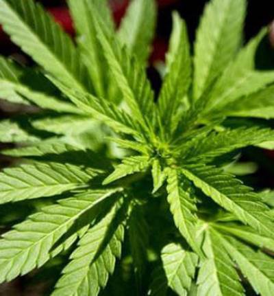 الماريجوانا تحتوى على مركب يحسن الرؤية الليلية