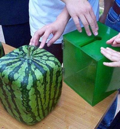 5 خطوات سهلة لزراعة البطيخ المُربّع الشكل في البيت