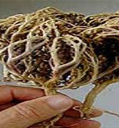 العشبة السحرية لعلاج العقم