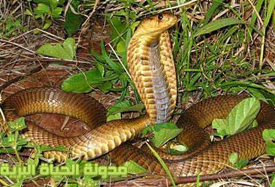20 معلومة عن الثعابين .. لها أرجل .. وتصاب بالجنون