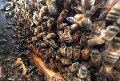 قتيل و11 جريحاً بهجوم لأسراب من النحل