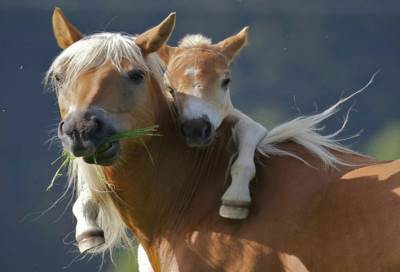 في عيد الأم بالفيديو .. أجمل لحظات الأمومة عند الحيوانات