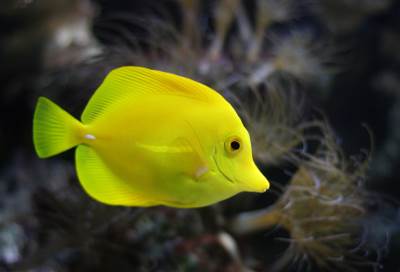 صنع كرسياً متحركاً لسمكة عاجزة عن السباحة