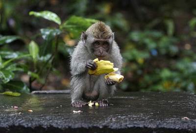 الكويت تعيد قرداً مدمناً الى اندونيسا