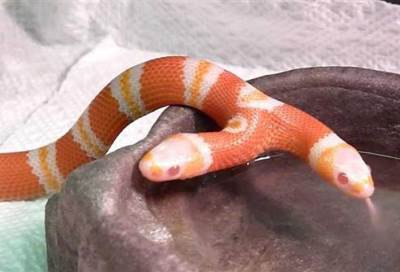 دودة برأسين تعود من الفضاء