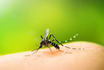 كيف يساعد دم البعوض في الكشف عن المجرمين؟
