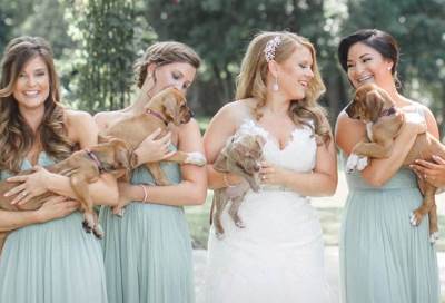 عروس تستبدل الازهار بالـ puppies في حفل زفافها