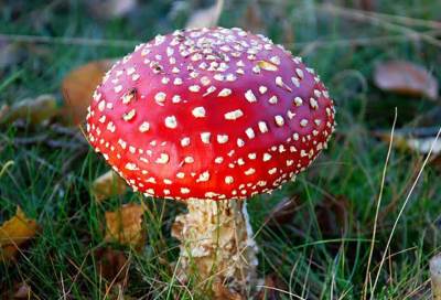 نوع من الفطريات يقضي على الاكتئاب