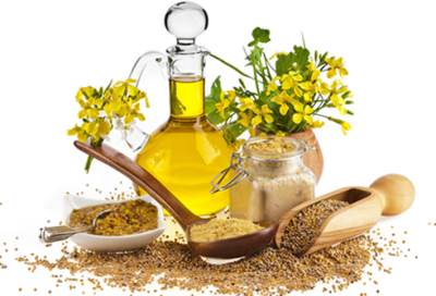 علاج الربو بالزنجبيل والخردل والكافور