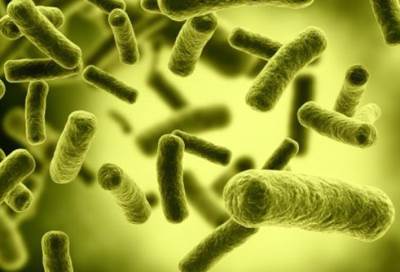 البكتيريا المعوية .. هل يمكن أن تسهم في تحسين الصحة؟