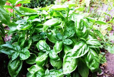 أضيفي الريحان الي هذه الأطباق واستمتعي بطعم رائع