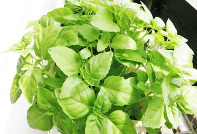 الريحان يضيف مذاقا خاصا لهذه الأطباق