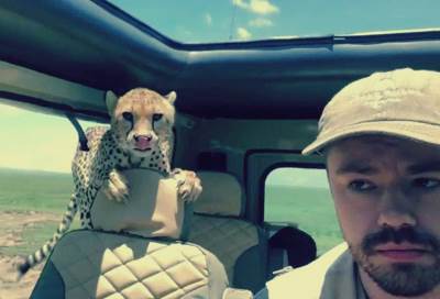 بالفيديو .. رجل يتجمد خوفًا في سيارته بسبب فهد