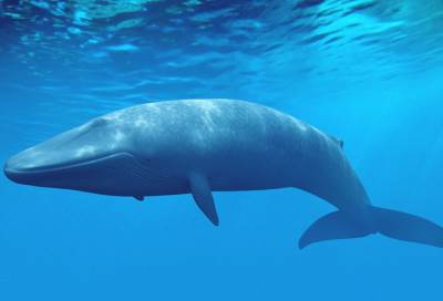 النائب العام يقرر حجب لعبة الحوت الأزرق