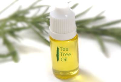 زيت شجرة الشاي بديل للمضادات الحيوية