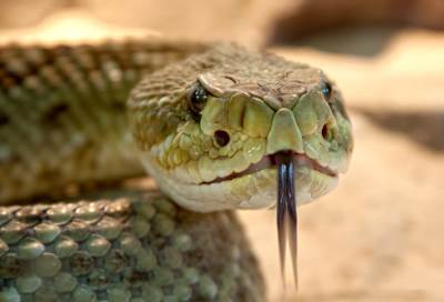 علماء يفشلون فى العثور على متطوعين لإجراء دراسة حول الخوف من الثعابين