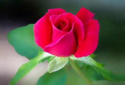 خمسة أنواع من الزهور لديها فوائد جمال للبشرة لا تصدق