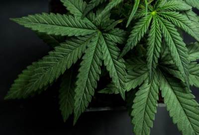 تعاطي الرجال الحشيش خطر على صحة الجنين