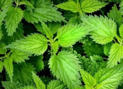 "شعر العجوز" فوائد مذهلة لنبات القريص .. إليكِ التفاصيل