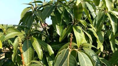 فوائد مذهلة لمشروب أوراق المانجو .. تعرفي عليها