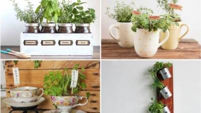 خلال الحظر كيف تزرعين الأعشاب المفيدة بمنزلك؟