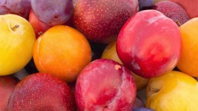 فوائد البرقوق المذهلة لجسمك .. تعرفي عليها