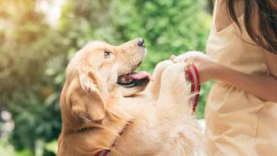 ابتلع دبلة الخطوبة في غمضة عين .. كلب يفسد فرحة عروس بخطوبتها