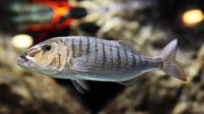 نوع شهير من السمك يحمى من كورونا .. تعرفي عليه!