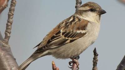 عصافير تحاكي سلوكا بشريا باستخدام الطب الوقائي لحماية صغارها!