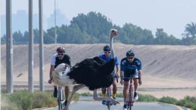 للأمراء وجوه أخرى.. نعامة ودراجة تكشف "وجه جديد لولي عهد دبي"