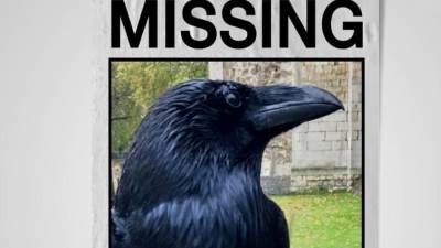 بالفيديو .. اختفاء غامض لـ"ملكة غربان" برج لندن