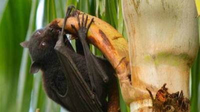 على غرار كورونا.. هل "الثعالب الطائرة" تنقل "فيروس نيباه وما علاقته بـ خفاش الفاكهة المصري".. الأطباء يجيبون