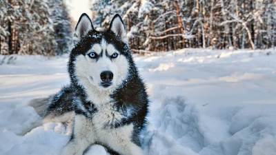 على حسب برجك.. إليك أفضل حيوان أليف لتربيته عندك