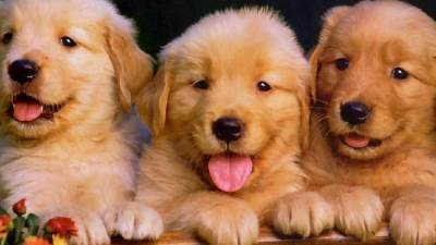 لمحبي الكلاب.. كيف تتبنى كلبًا بطريقة قانونية