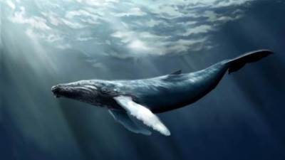 كيف يحول قئ الحيتان الفقراء لأغنياء؟