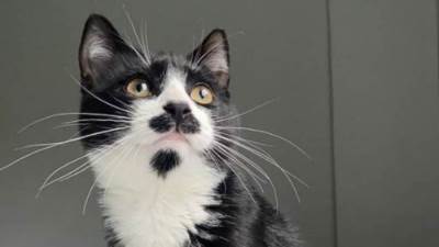 شبه جاك سبارو .. قط ينال شهرة كبيرة بسبب "شاربه"