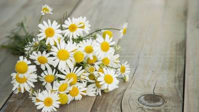 8 نباتات طبية ممكن تزرعيها في المنزل بسهولة