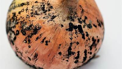 ماعلاقة العفن الأسود في البصل ومرض الفطر الأسود؟