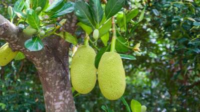 فاكهة تساعد في السيطرة على مستويات السكر في الدم!