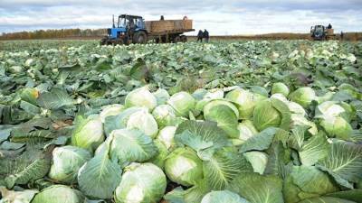 مزرعة بريطانية تبحث عن عمال لقطف الكرنب براتب مغر