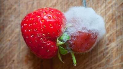 الأسباب الشائعة لنمو العفن في منزلك وكيفية تجنبه