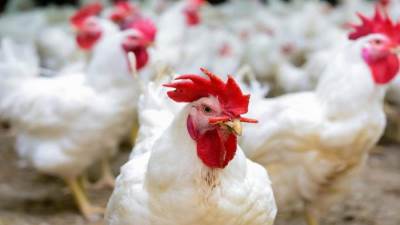 هل للفراخ البيضاء أضرار؟