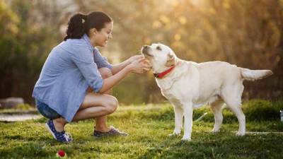 كيف تفيد تربية الكلاب صحة القلب؟ دراسة توضح