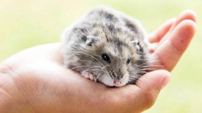 الصحة العالمية: المنك والهامستر قادران على إصابة البشر بكورونا