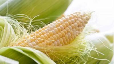 شعر الذرة.. ما هي فوائده الصحية؟ وكيفية تحضيره؟