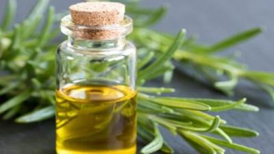 فوائد زيت الزيتون مع الروزماري للشعر